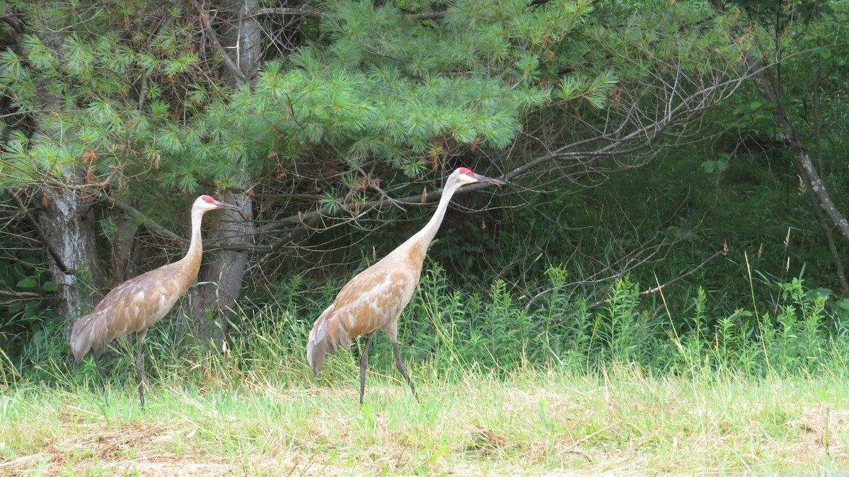 Sandhill Crane - ML627953826