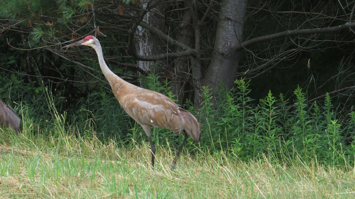 Sandhill Crane - ML627953827