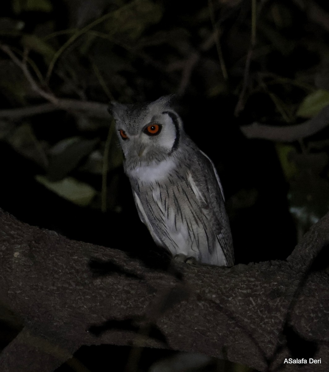 Northern White-faced Owl - ML627954176