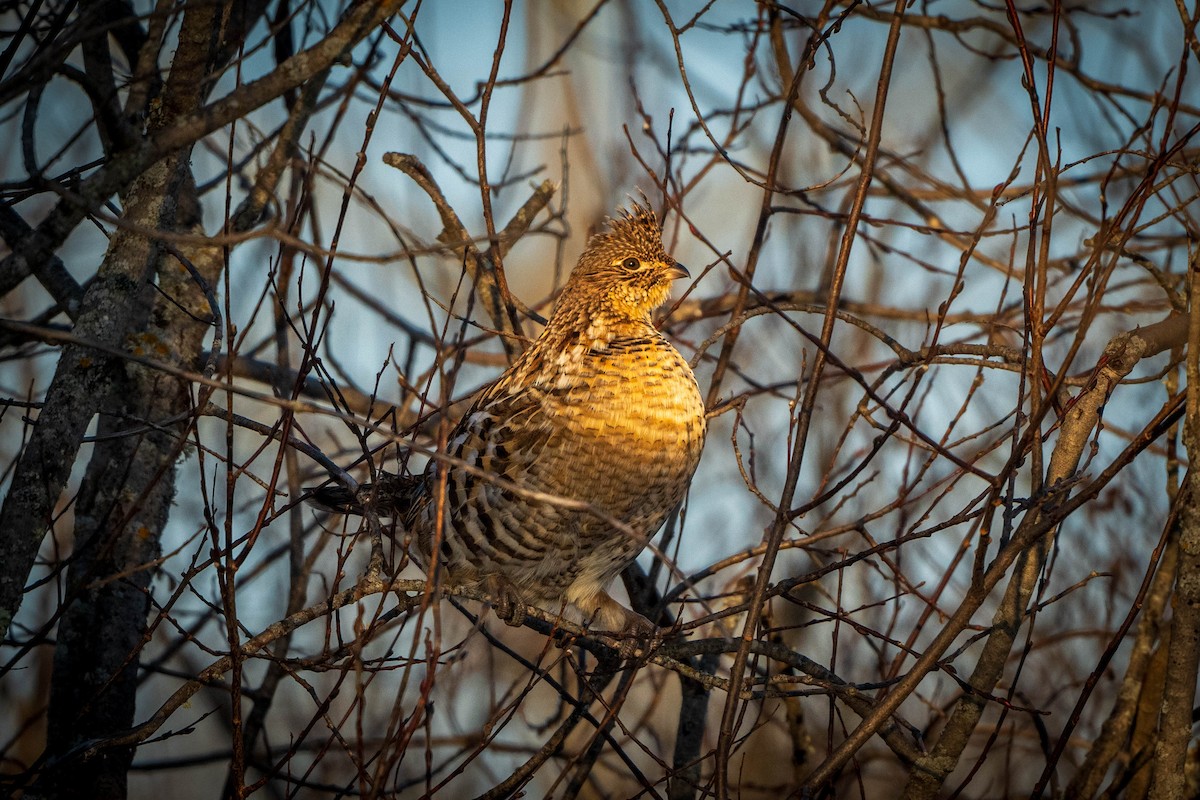 Ruffed Grouse - ML627954353