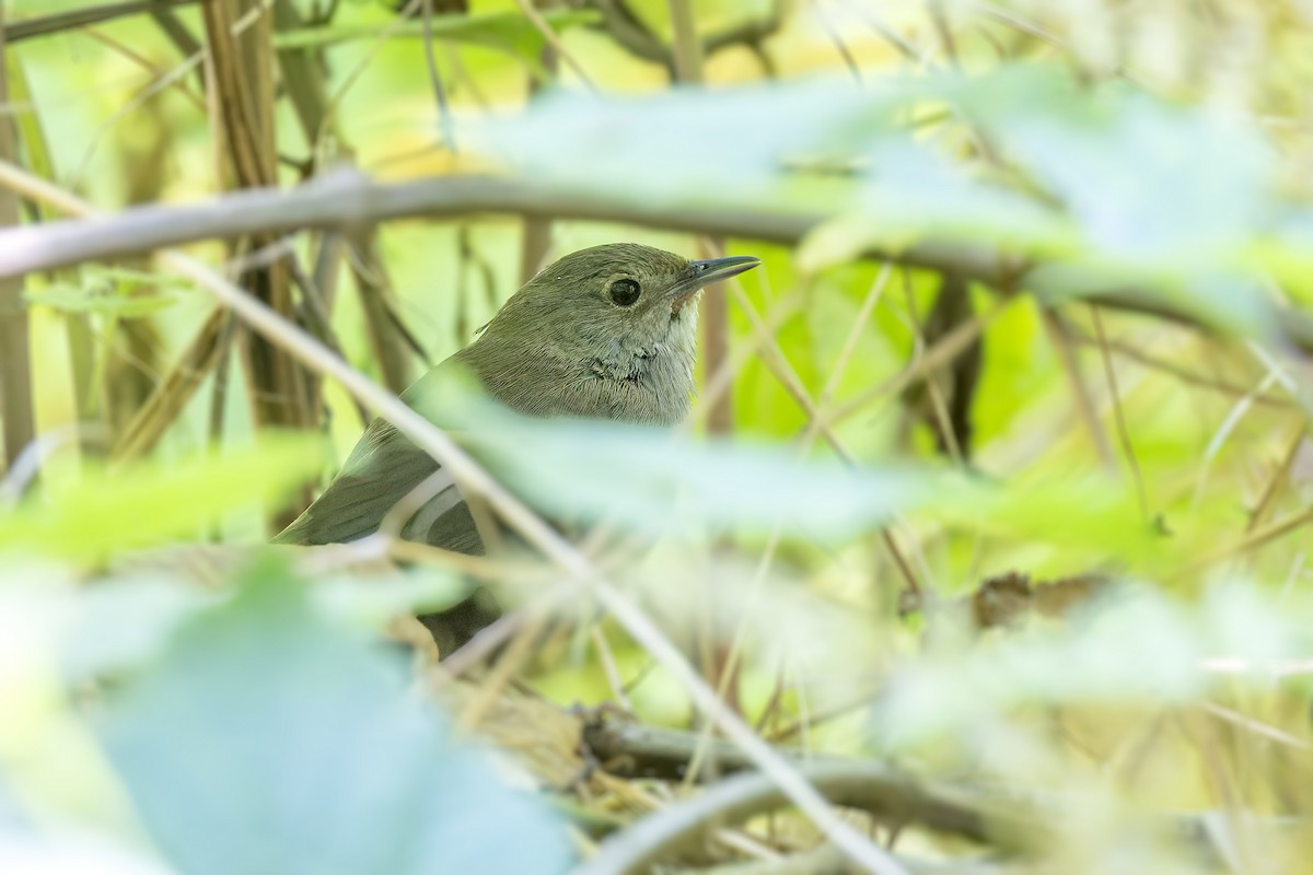 Knysna Warbler - ML627954354