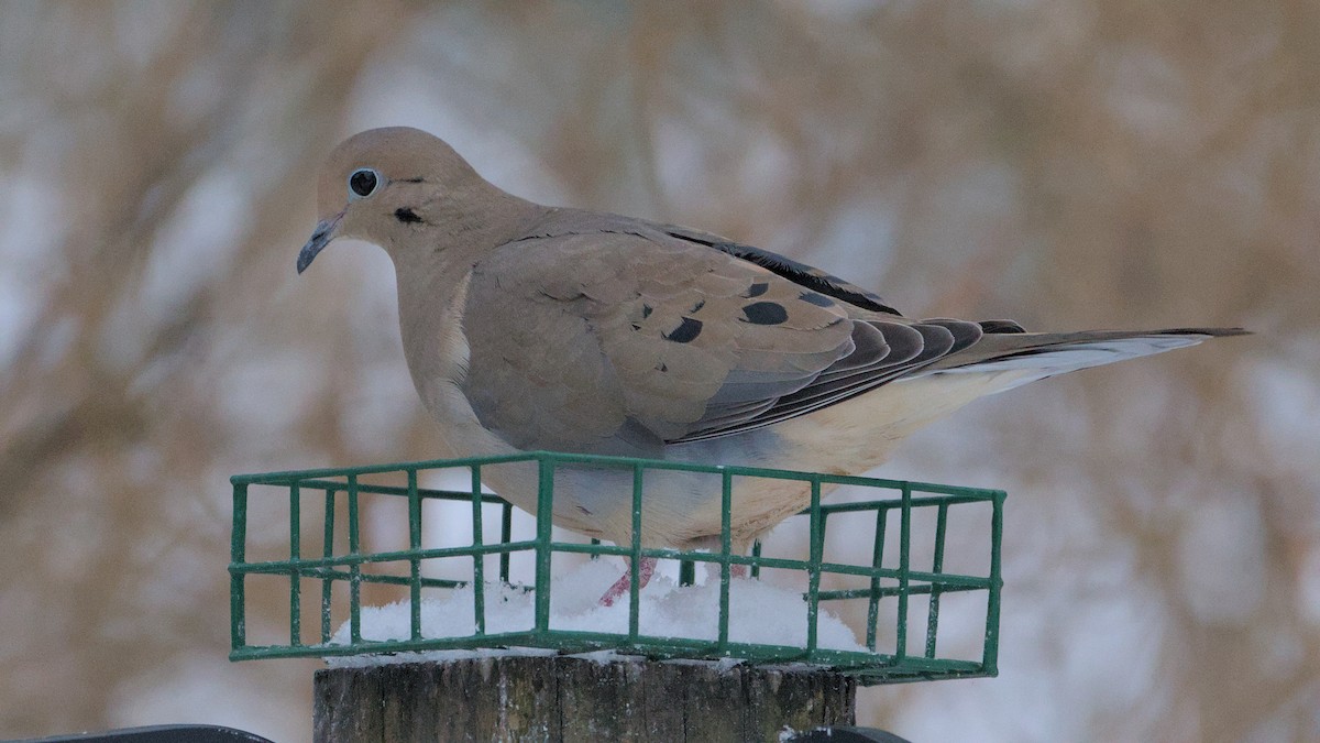 Mourning Dove - ML627954369