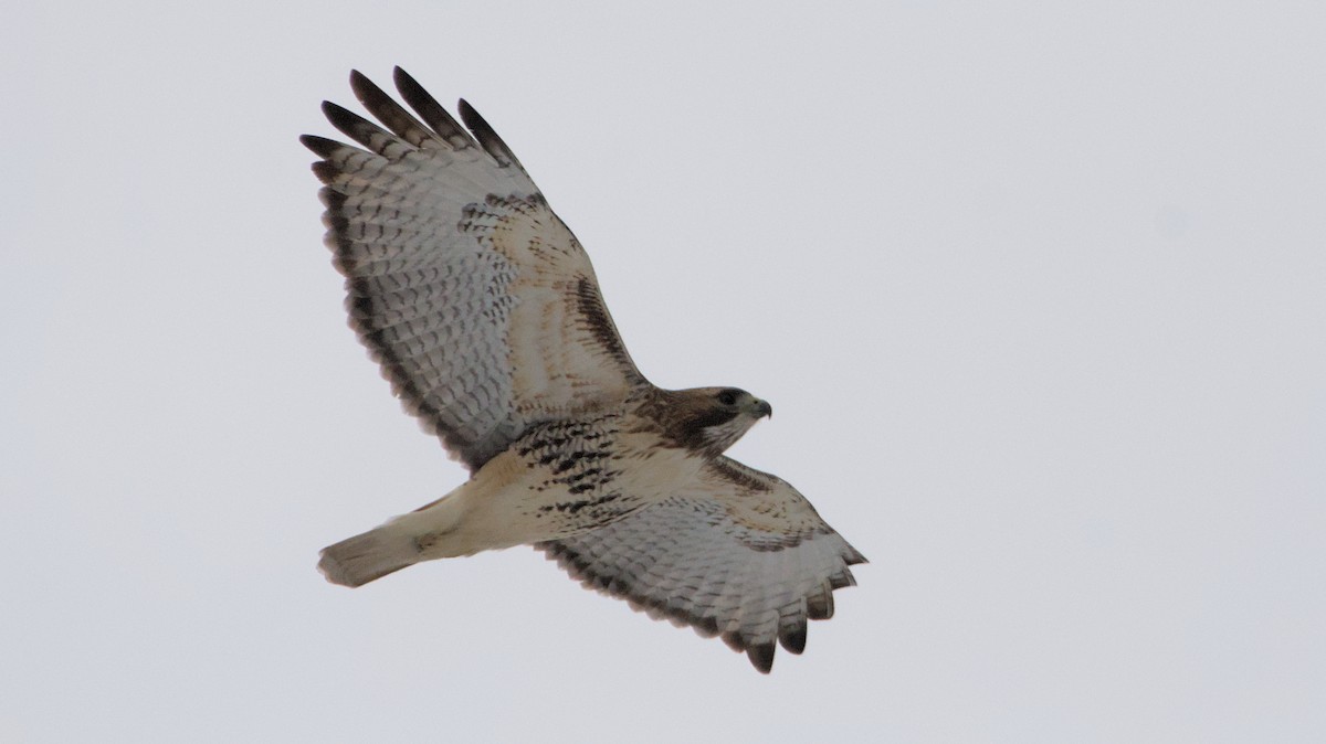 Red-tailed Hawk - ML627954380