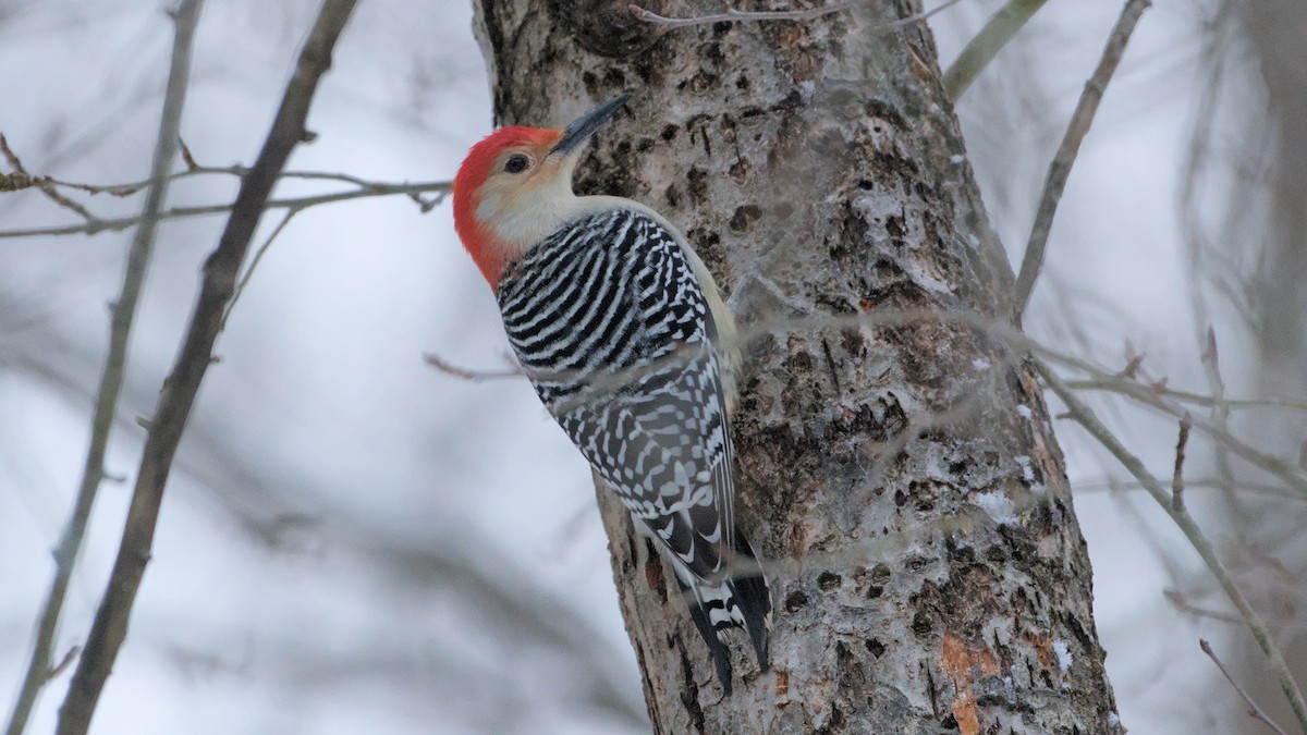 Red-bellied Woodpecker - ML627954391