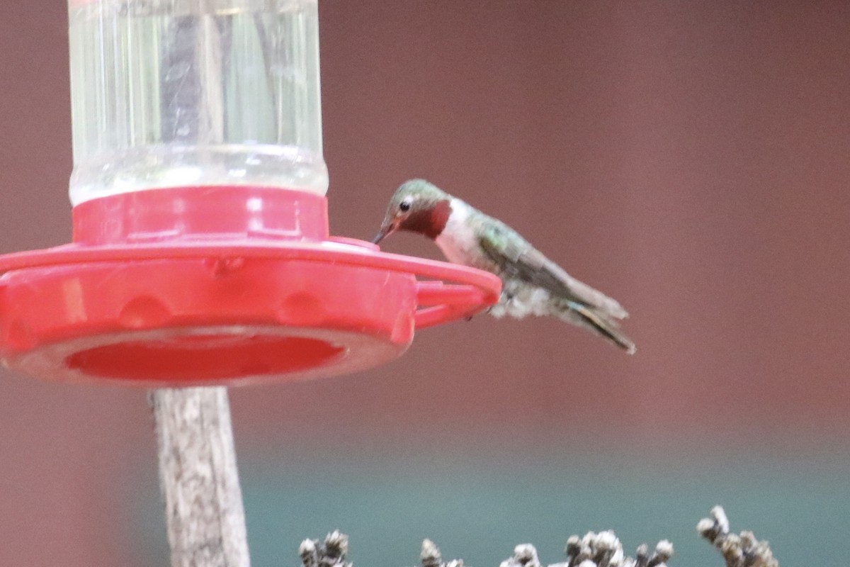 Broad-tailed Hummingbird - ML627954411