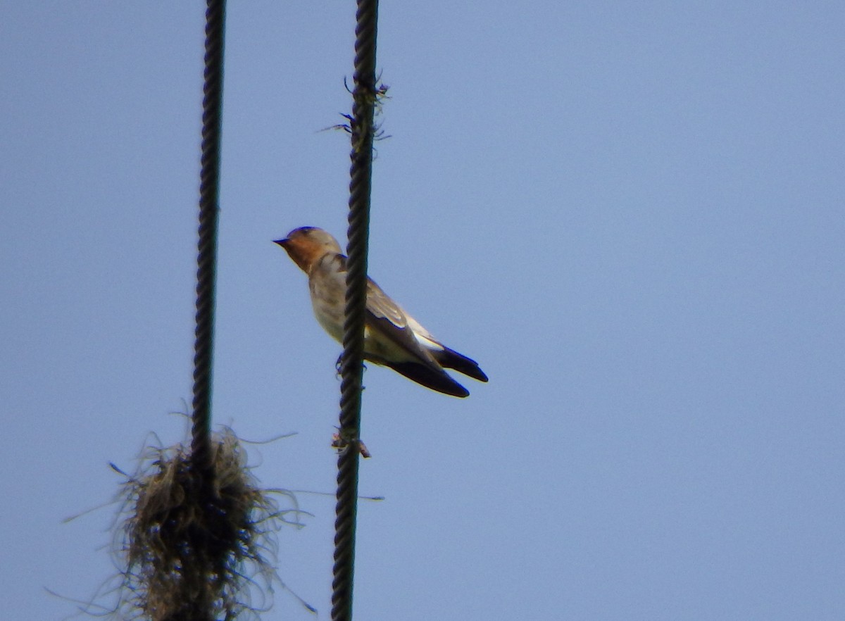 Southern Rough-winged Swallow - ML627954422