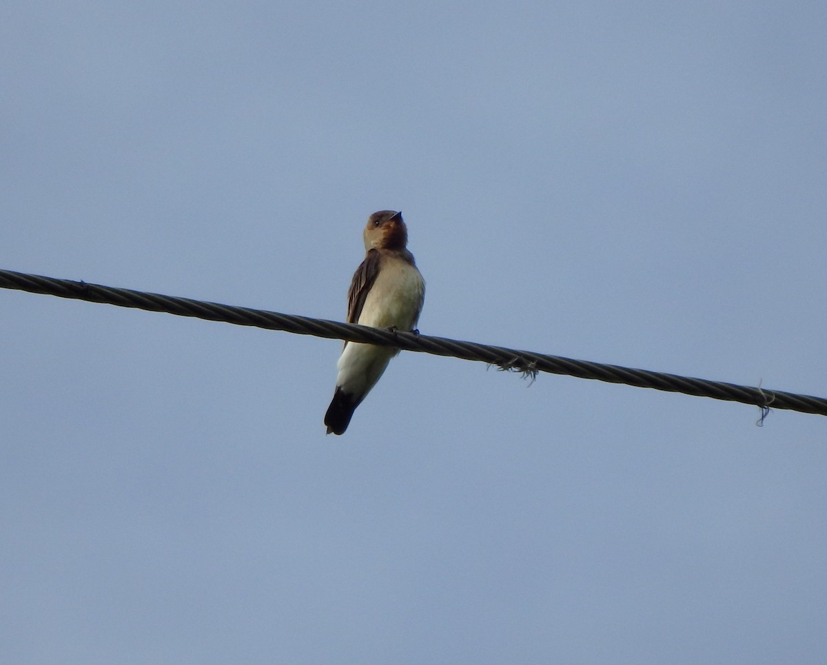 Southern Rough-winged Swallow - ML627954428