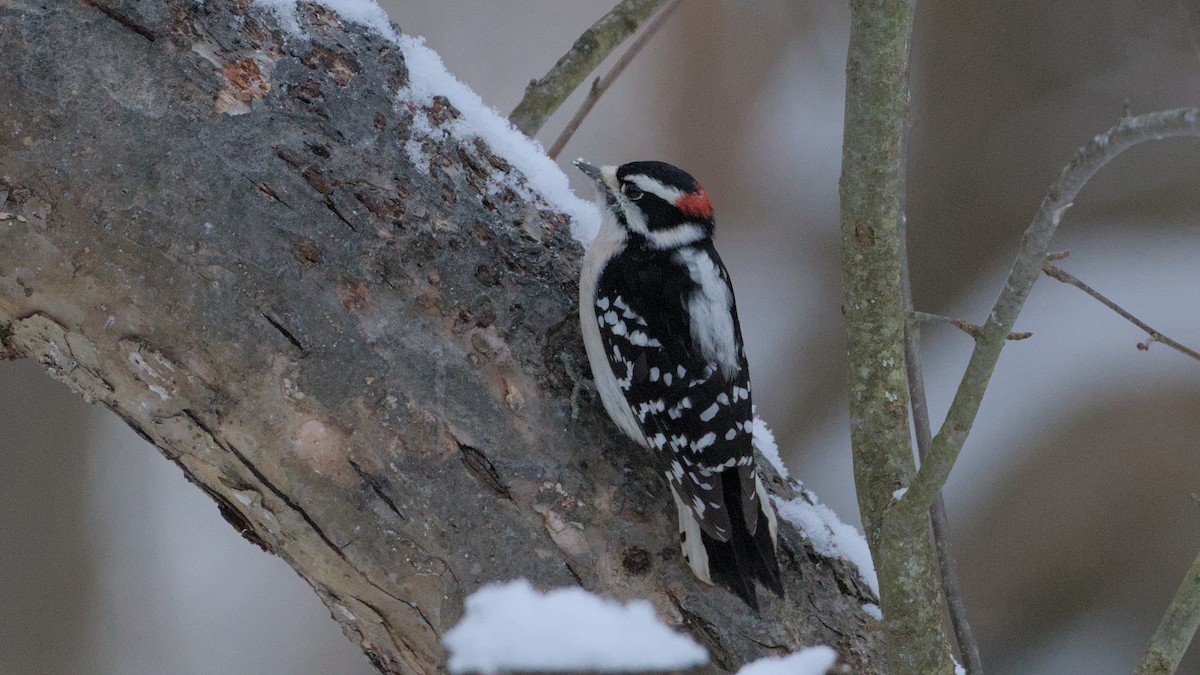 Downy Woodpecker - ML627954466