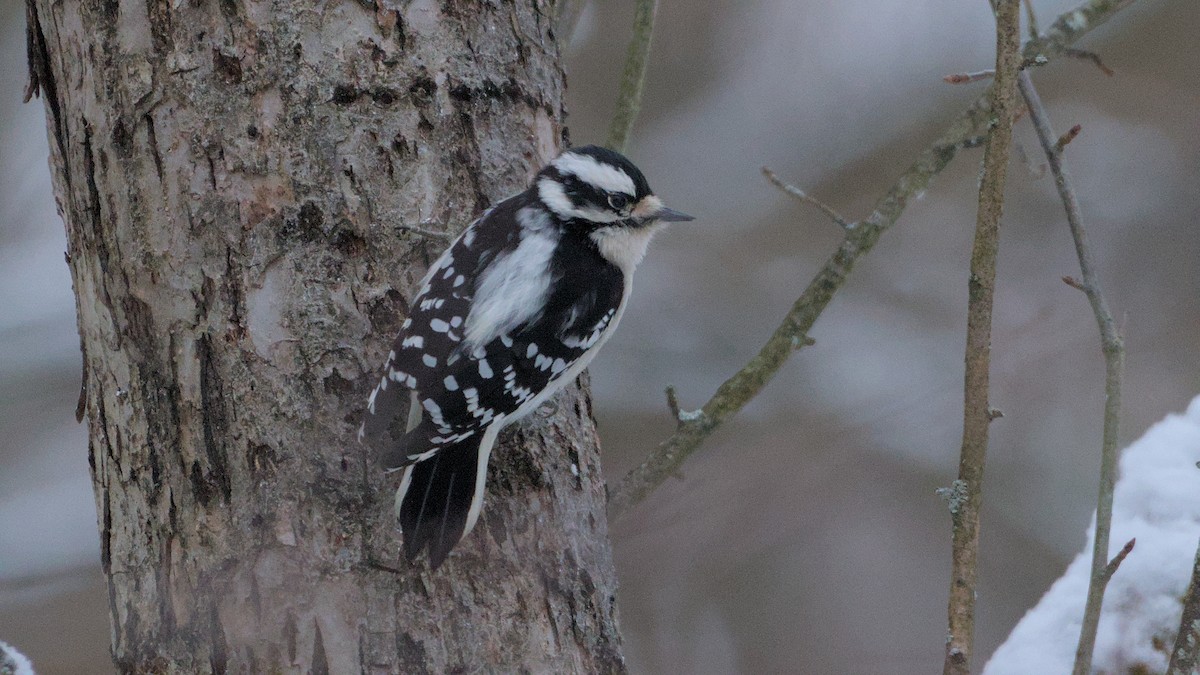 Downy Woodpecker - ML627954467