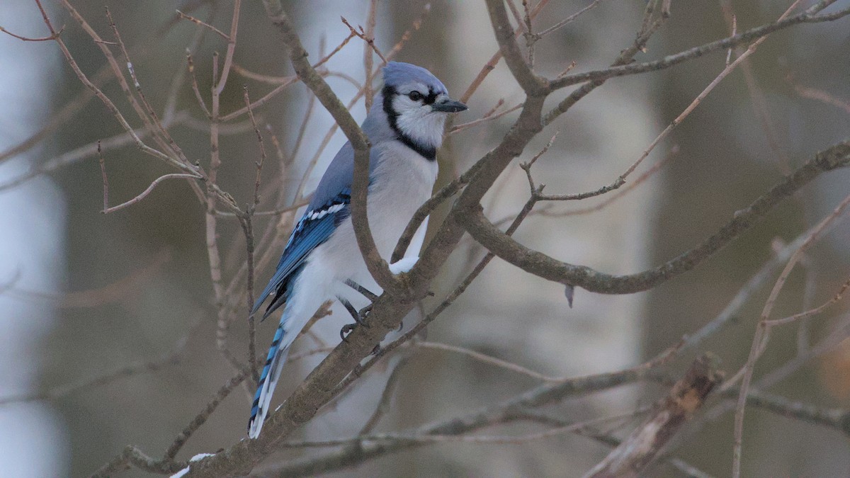 Blue Jay - ML627954470