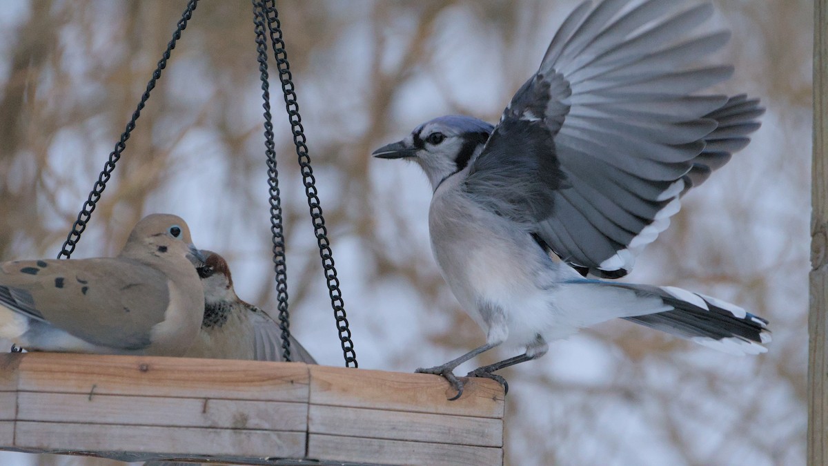 Blue Jay - ML627954471