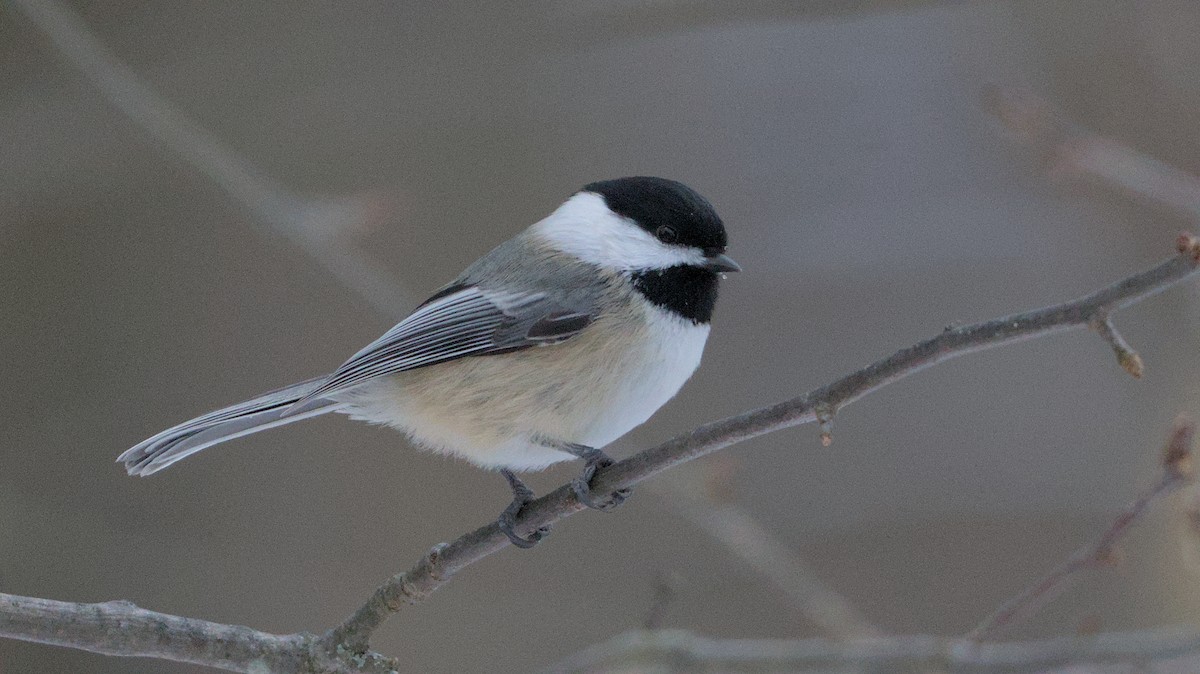 Black-capped Chickadee - ML627954475