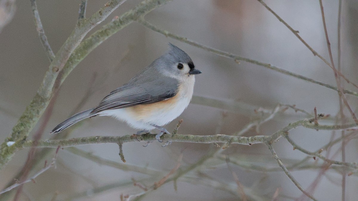 Tufted Titmouse - ML627954476