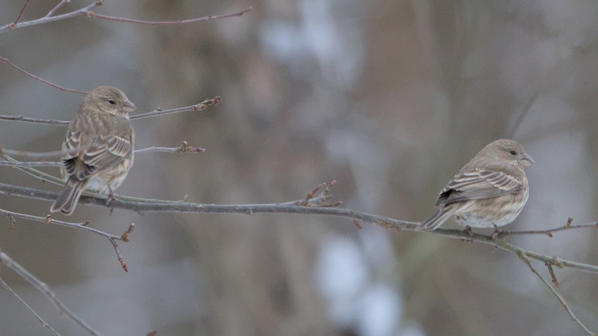 House Finch - ML627954487