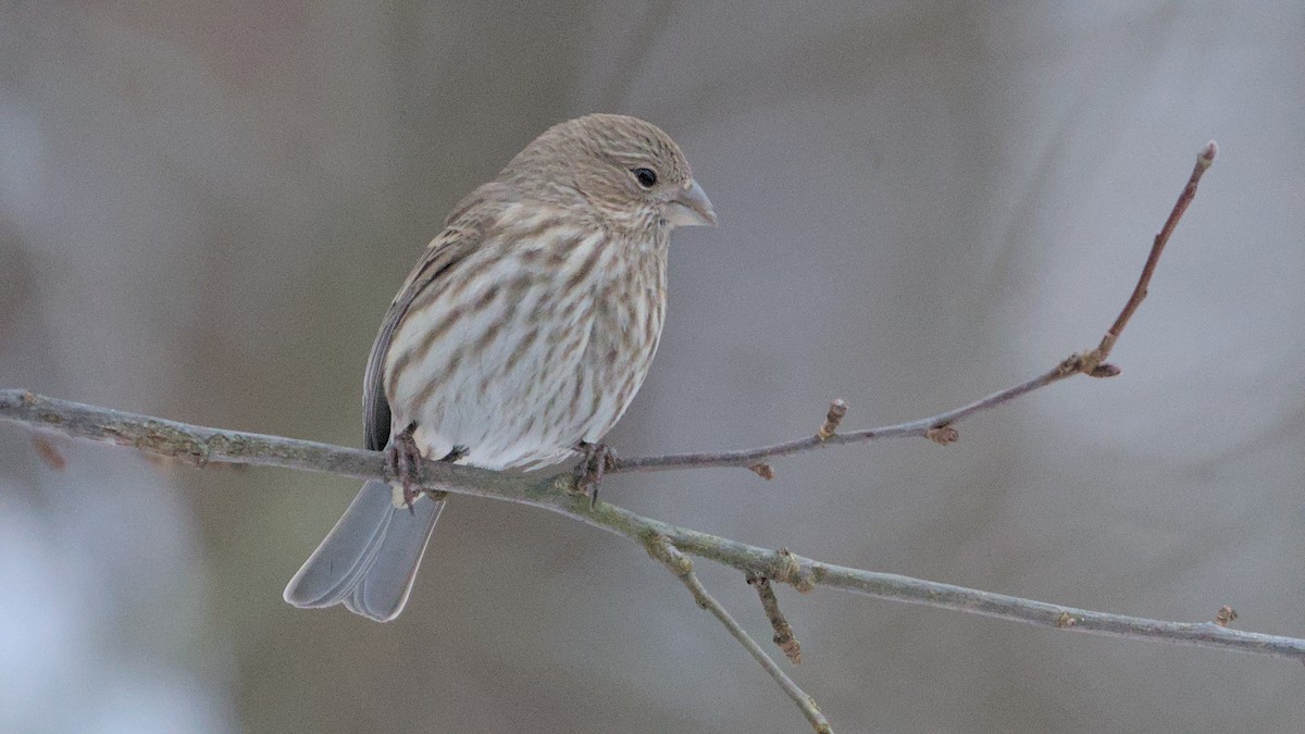 House Finch - ML627954488