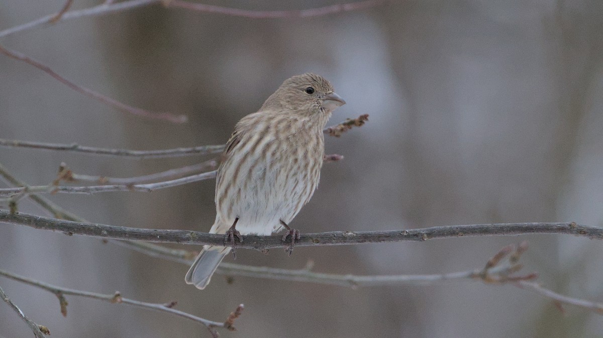 House Finch - ML627954489