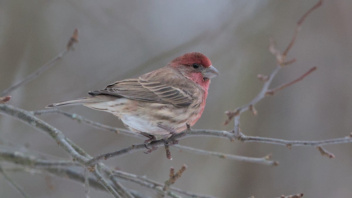 House Finch - ML627954490