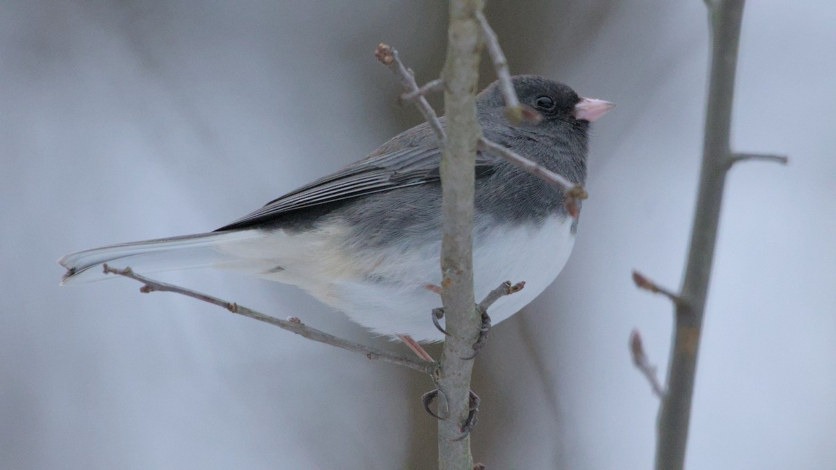 Dark-eyed Junco - ML627954497