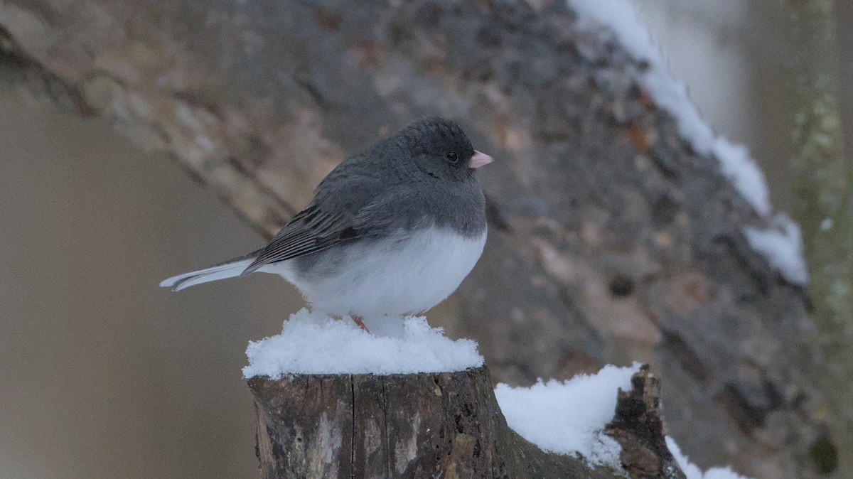 Dark-eyed Junco - ML627954498