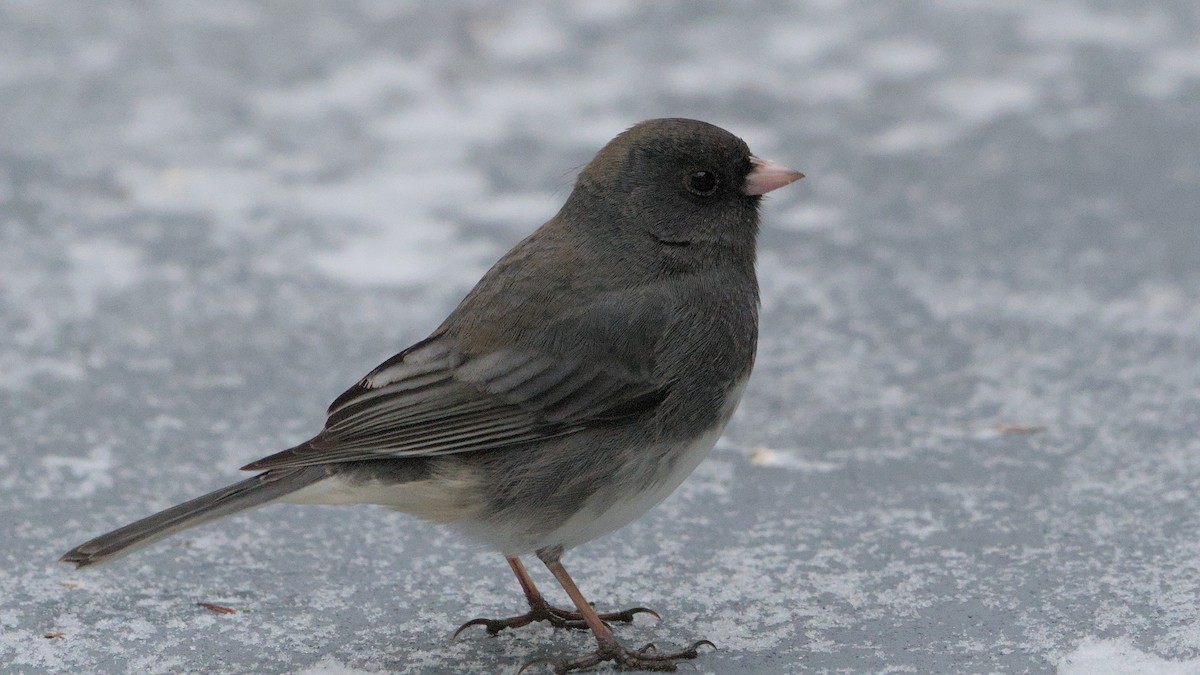 Dark-eyed Junco - ML627954499