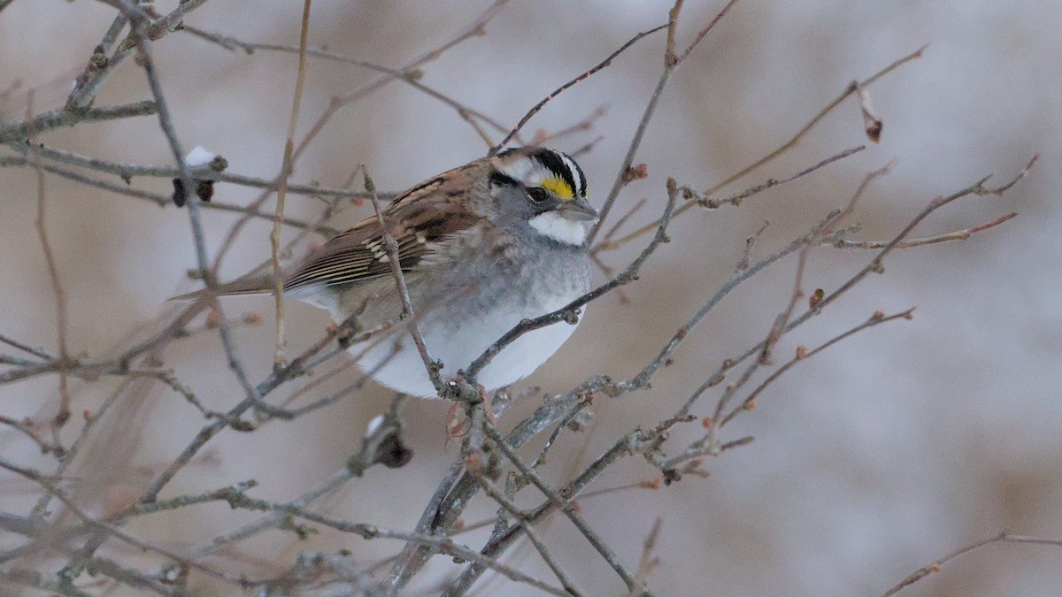 White-throated Sparrow - ML627954500