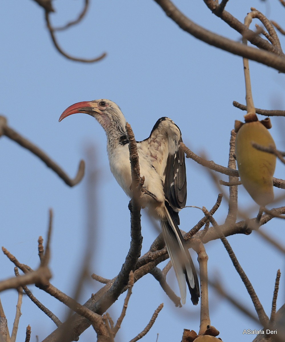 Northern Red-billed Hornbill - ML627954732