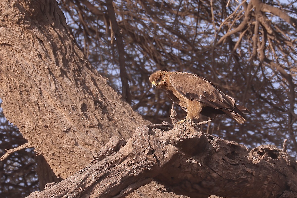 Tawny Eagle - ML627954852