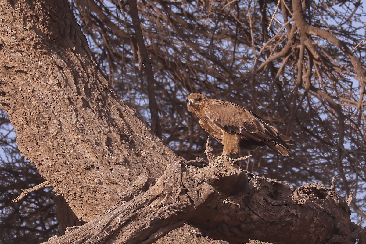 Tawny Eagle - ML627954853