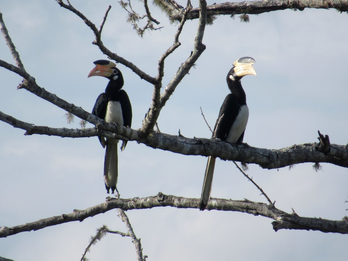 Malabar Pied-Hornbill - ML627954858