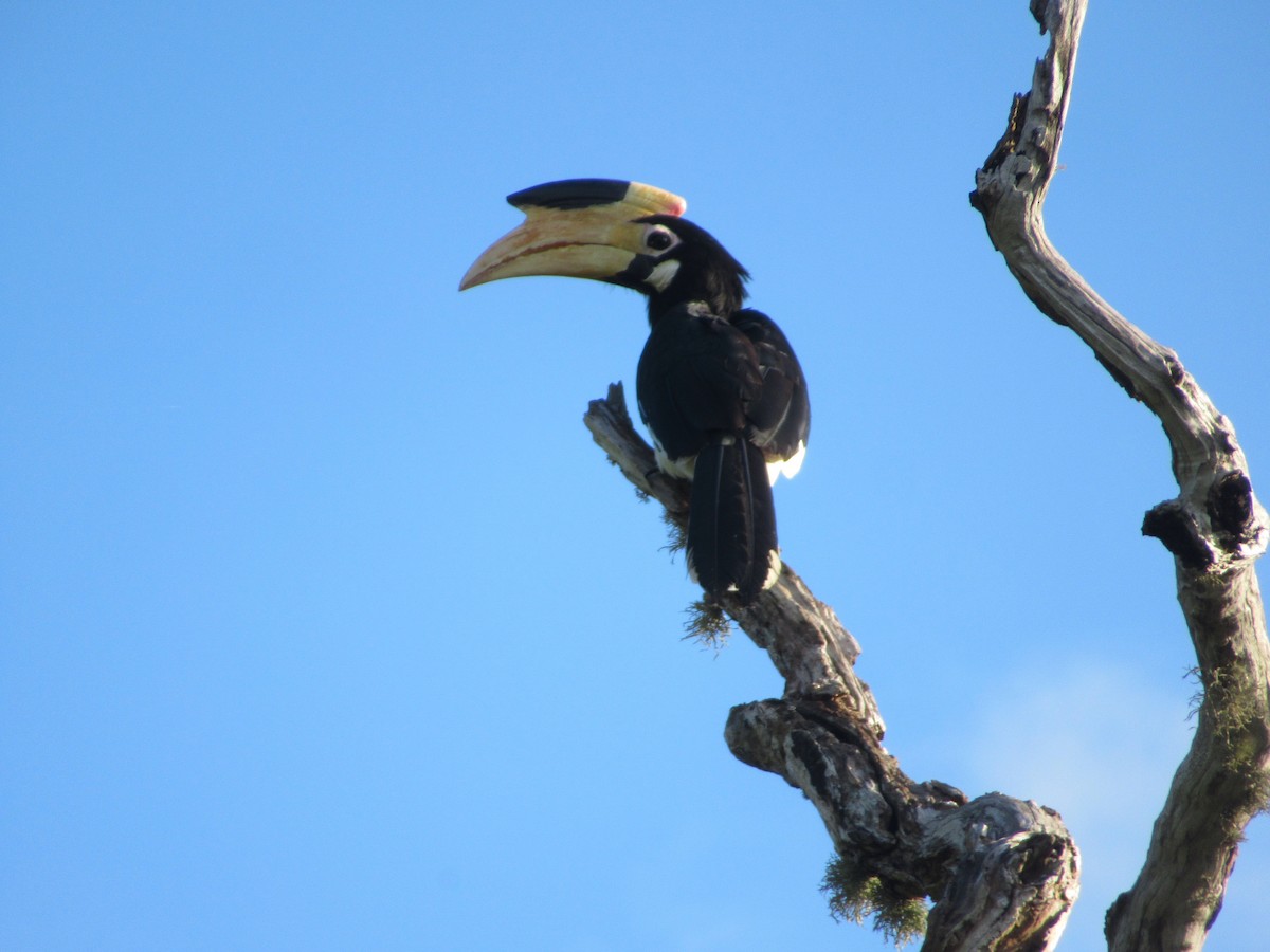 Malabar Pied-Hornbill - ML627954863