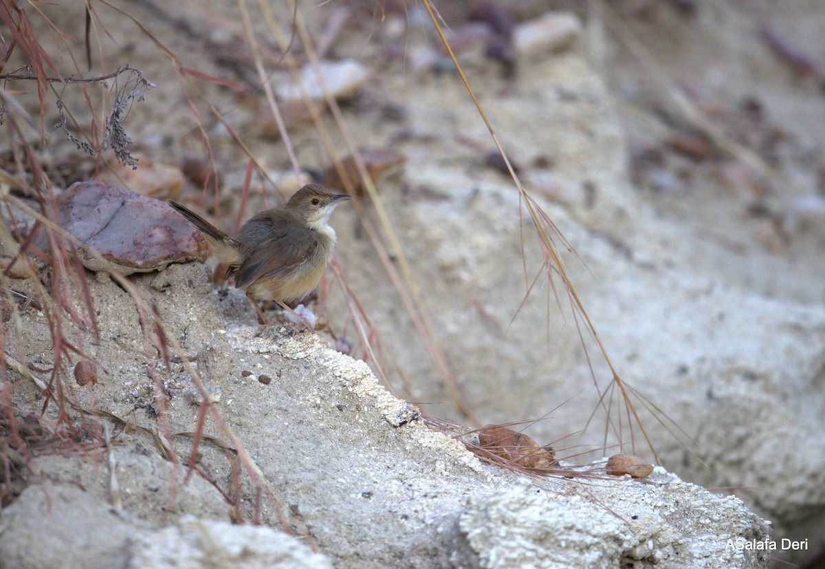 Singing Cisticola - ML627954921