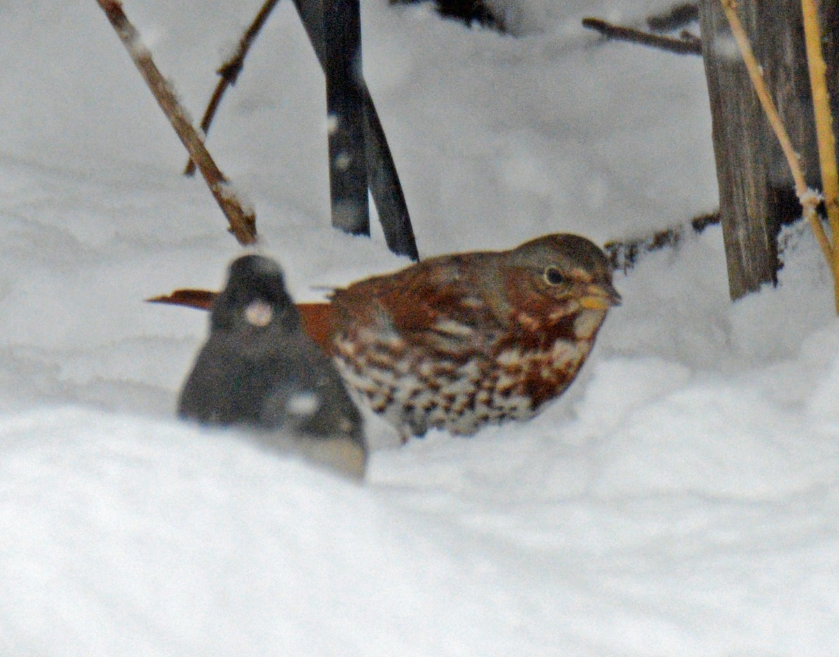 Fox Sparrow (Red) - ML627955014