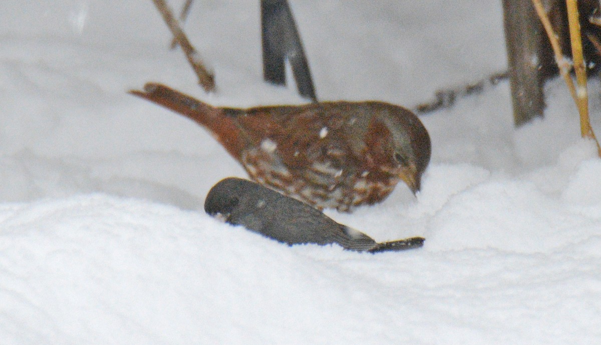 Fox Sparrow (Red) - ML627955015