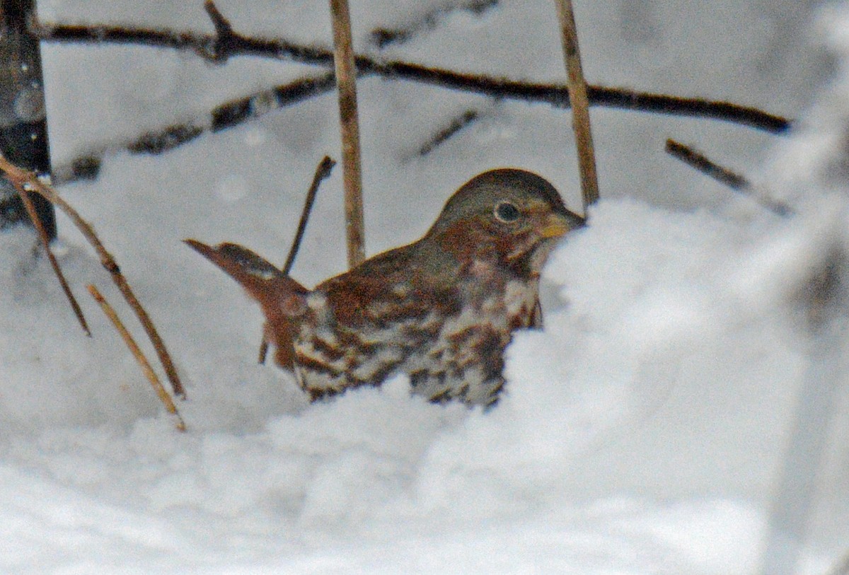 Fox Sparrow (Red) - ML627955016