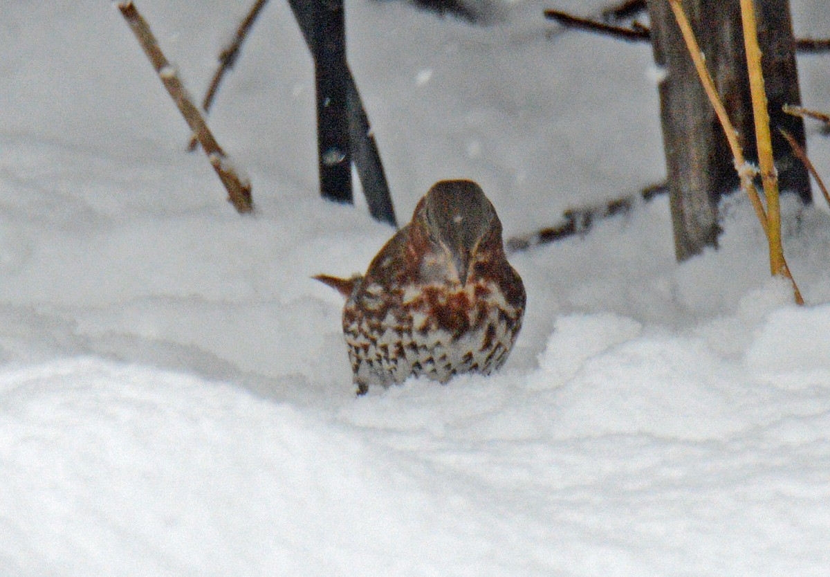 Fox Sparrow (Red) - ML627955017