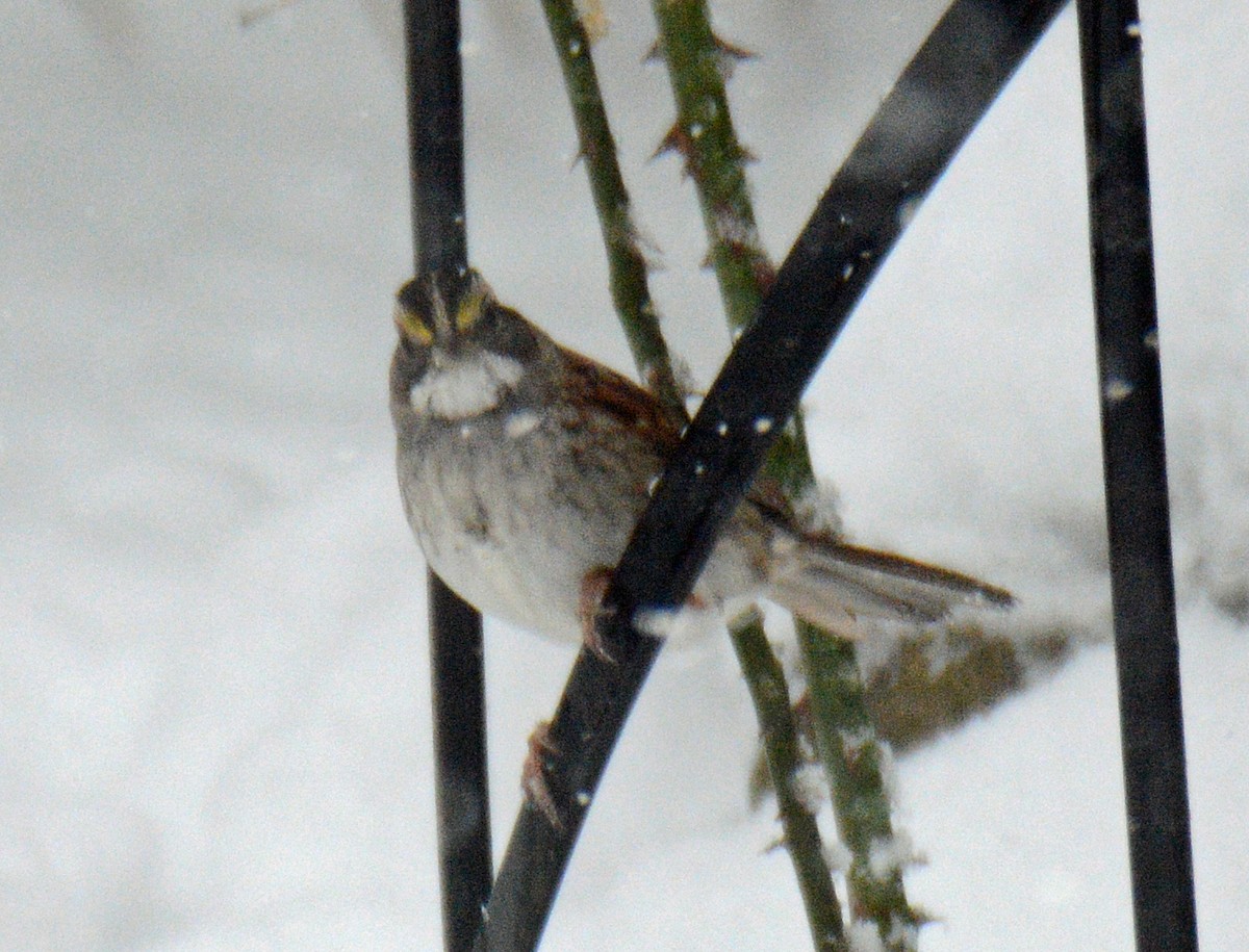 White-throated Sparrow - ML627955024