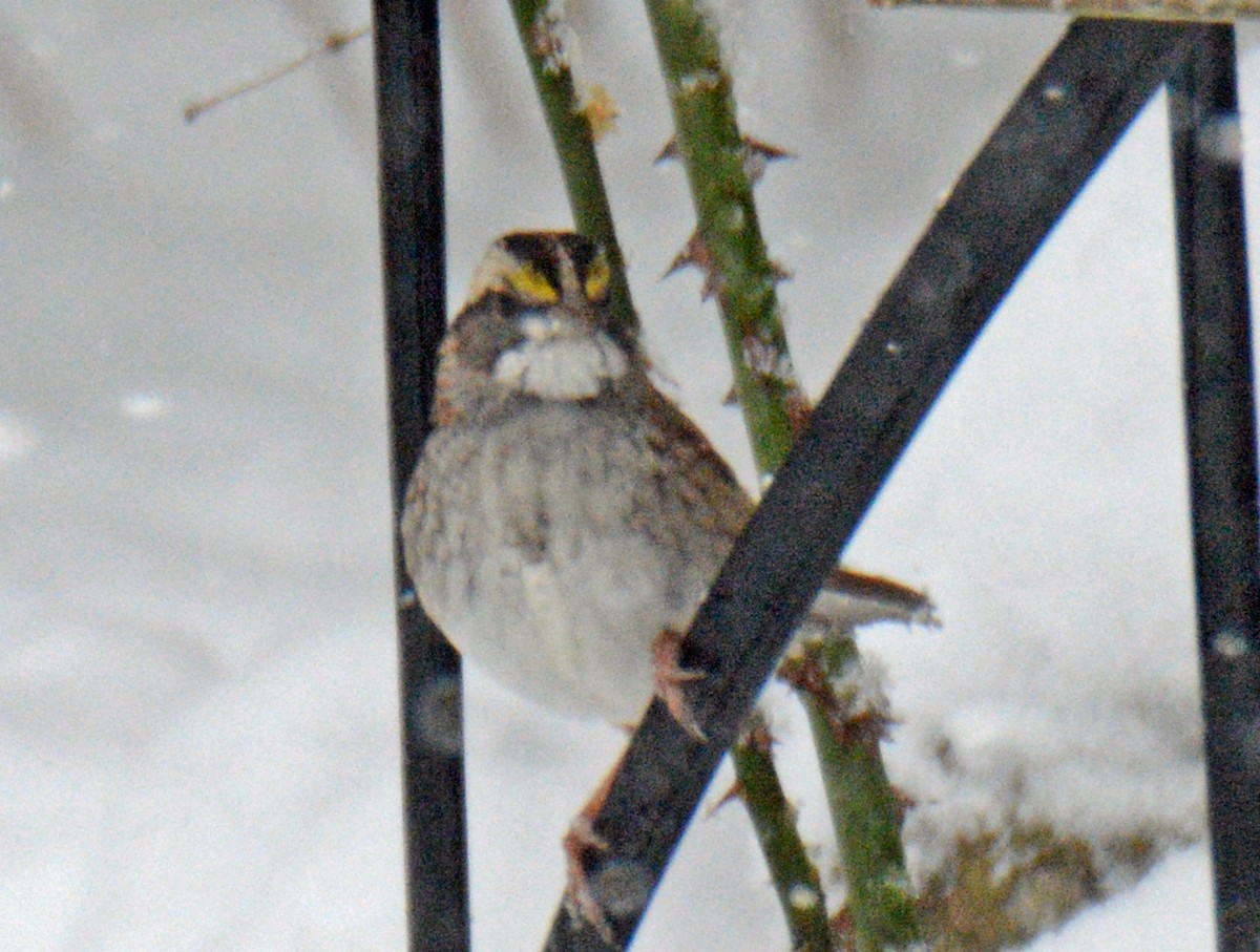 White-throated Sparrow - ML627955025