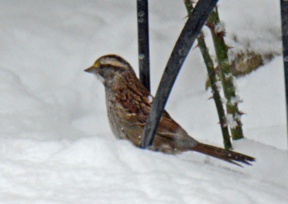 White-throated Sparrow - ML627955026