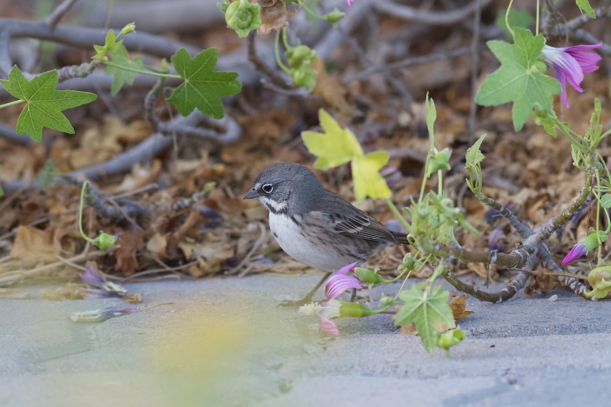 Bell's Sparrow (clementeae) - ML627955092