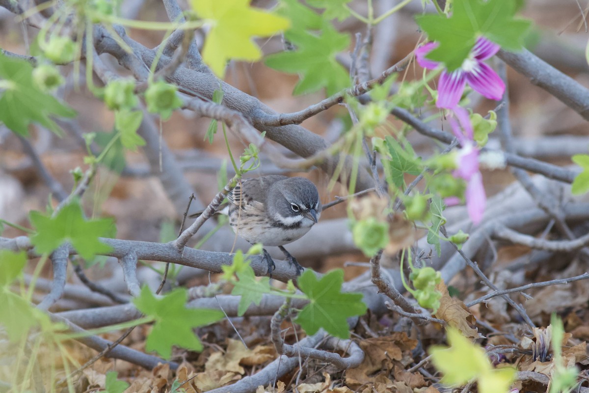 Bell's Sparrow (clementeae) - ML627955093