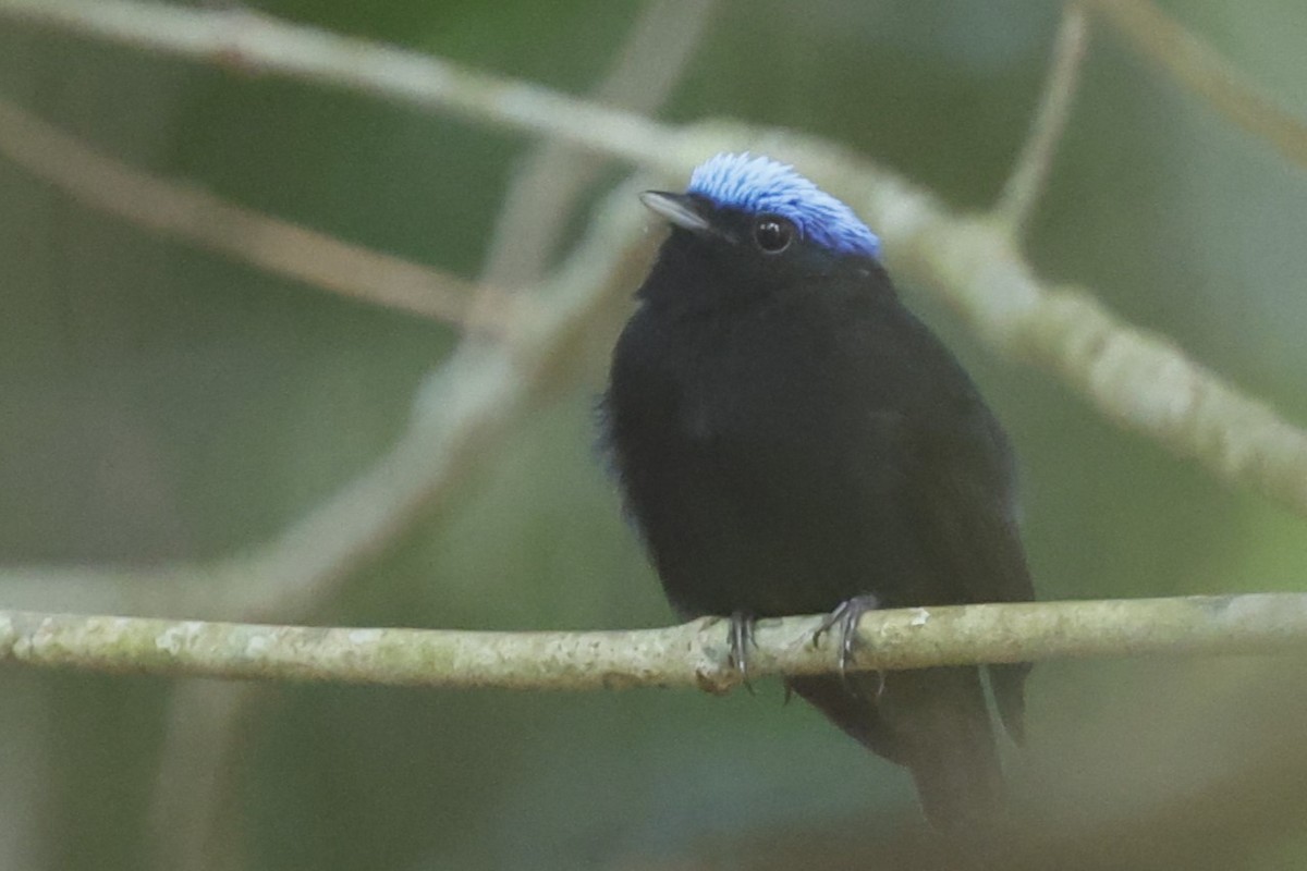 Blue-capped Manakin - ML627955099