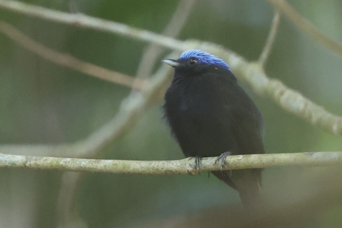 Blue-capped Manakin - ML627955100