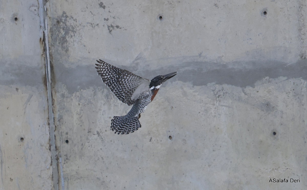 Giant Kingfisher - ML627955173