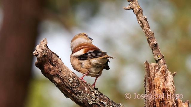 Hawfinch - ML627955308