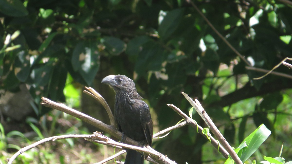 Smooth-billed Ani - ML627955360