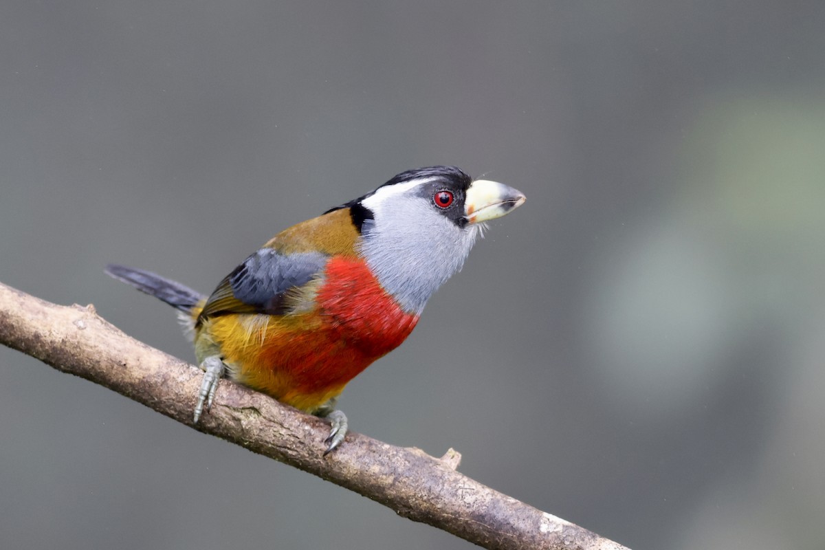 Toucan Barbet - ML627955361