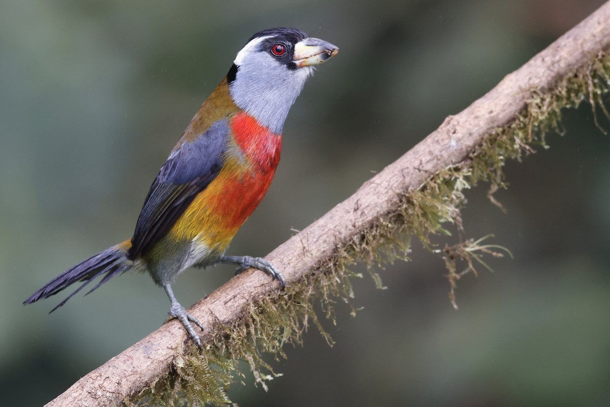 Toucan Barbet - ML627955362