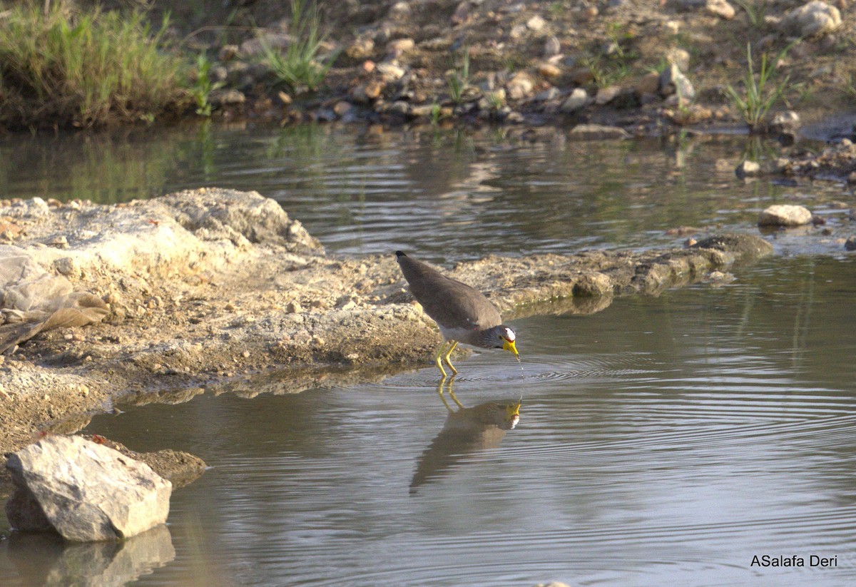 Wattled Lapwing - ML627955376