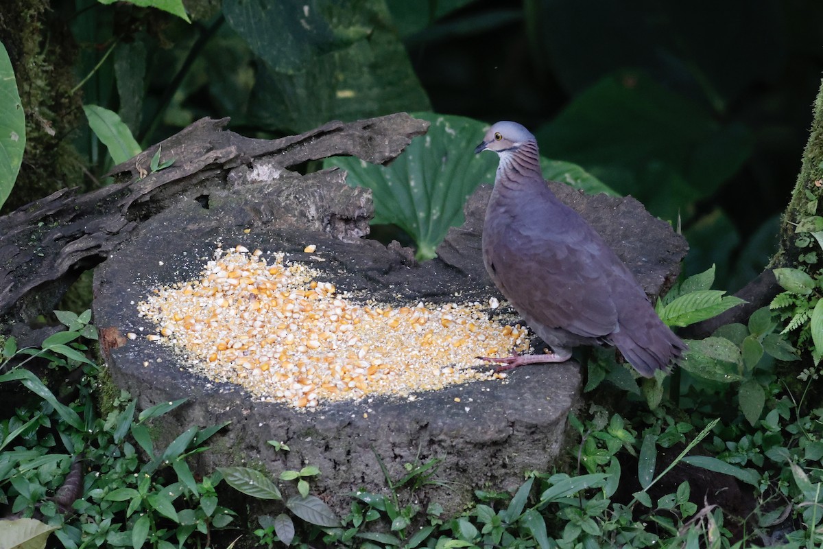 White-throated Quail-Dove - ML627955394