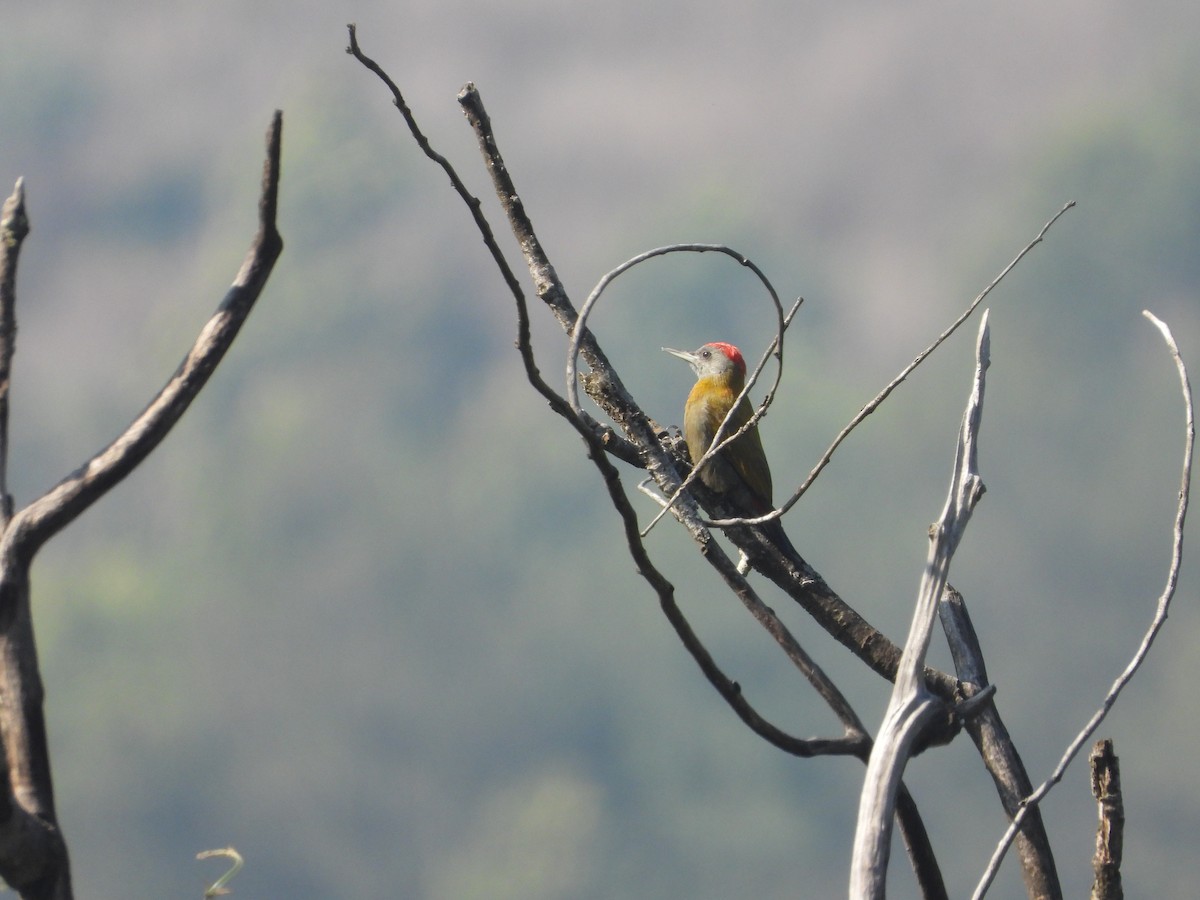 Olive Woodpecker - ML627955398